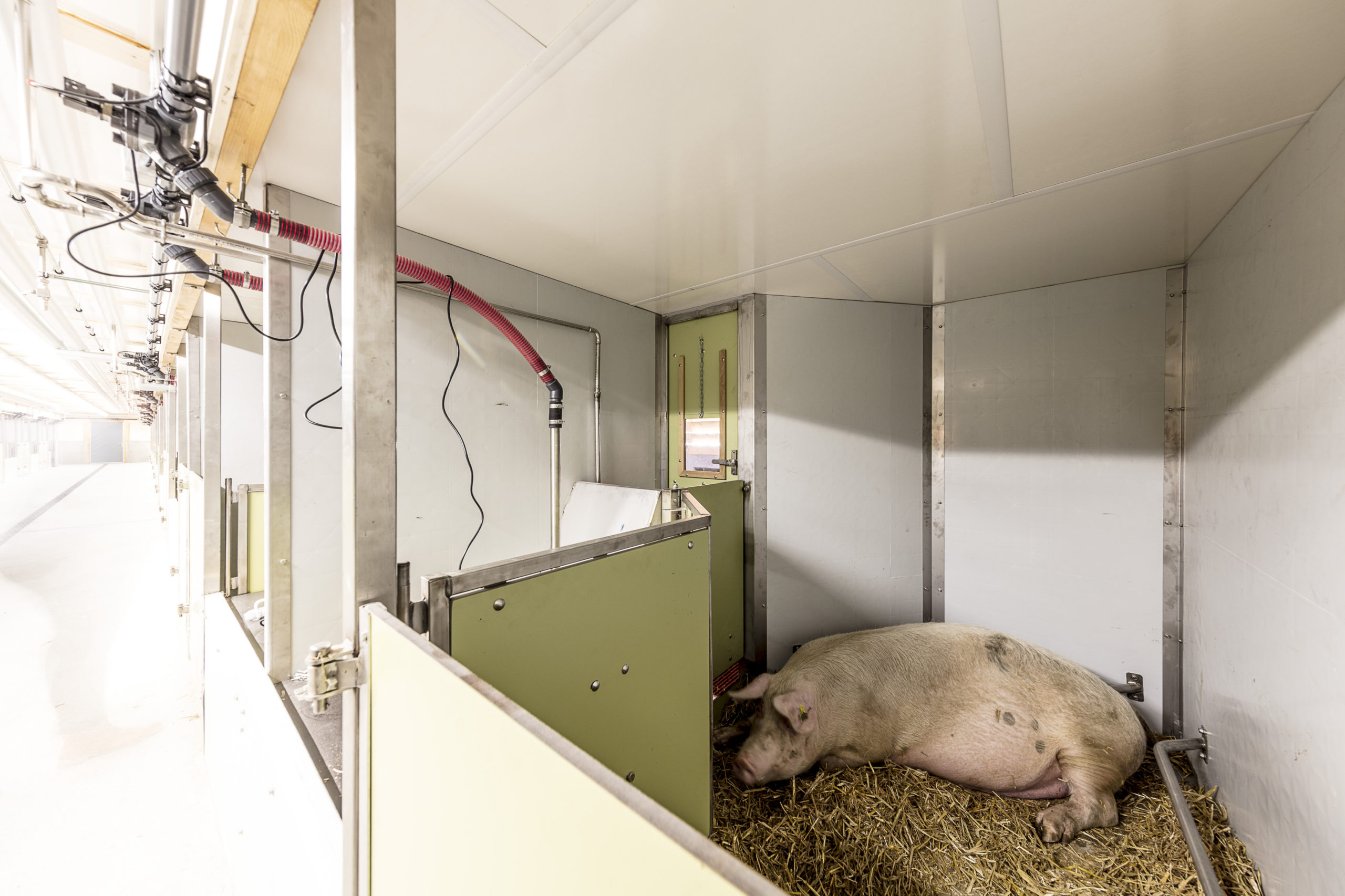 Schweinestall JVA Realta 2016